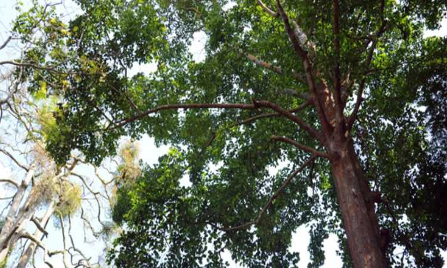 Mengenal Pohon Keruing, Flora yang Mendominasi Pulau Kalimantan